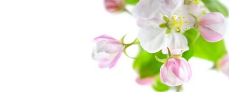 Apple blossom, flower close-up. Beautiful blooming apple tree closeup. Garden, gardening concept, botany. Isolated on white backgroundの写真素材