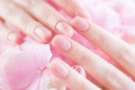 Beautiful Healthy nails. Manicure, Beautiful Woman's hands, Spa. Female hands with beautiful natural pink french elegant manicure on pink hydrangea flower. Soft skin, skincare. Salon, treatmentの写真素材