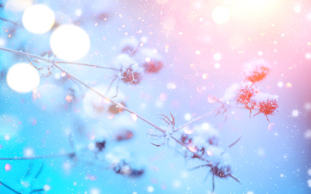 Winter nature background. Christmas holiday backdrop, Frozen tree branch closeup. Abstract Art design. Shallow DOF, soft focusの写真素材