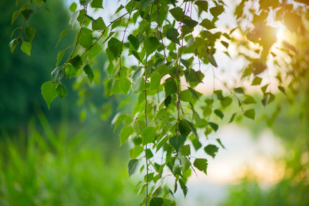 Nature scene. Spring landscape with sun. Beautiful nature tranquil scene. Birch tree leaves in sun light close-up. Outdoor. Environment concept.の写真素材