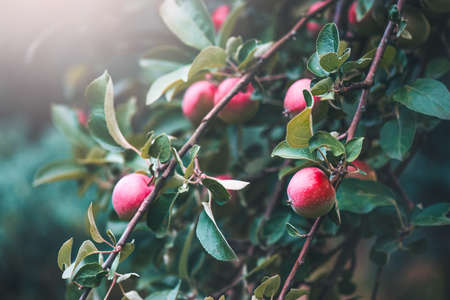 Organic Apples Growing in autumn orchard. Ripe Juicy Red apple hanging on a branch in a garden. Harvest concept.の写真素材