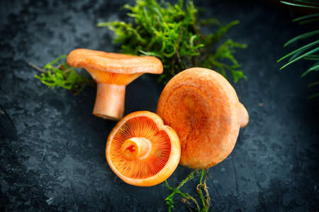 Raw wild Saffron milk cap mushrooms on dark old rustic background. Lactarius deliciosus, Rovellons, Niscalos mushroom closeup. Organic Fresh ceps. Soft focus, top viewの写真素材