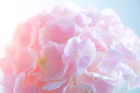 Hydrangea pink flower closeup. Beautiful soft colors Hortensia art design. Beauty pink colour Hydrangea flower close up. Watercolor nature floral backdrop. Easter, Birthday, Wedding designの写真素材