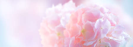 Hydrangea pink flower closeup. Beautiful soft colors Hortensia art design. Beauty pink colour Hydrangea flower close up. Watercolor nature floral backdrop. Easter, Birthday, Nature border design.の写真素材
