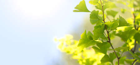 Gingko biloba tree growing in a garden. Gingko leaf in sun lite. Herbal medicine. Herbs. Alternative medicine concept, border art design. Nature backgroundの写真素材