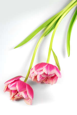 Tulip flowers bunch. Blooming Pink tulips flower isolated on white background. couple tulips closeup. Holiday gift, bouquet, buds. Two Beautiful flowers macro shot. Valentine's Day gift, love conceptの写真素材