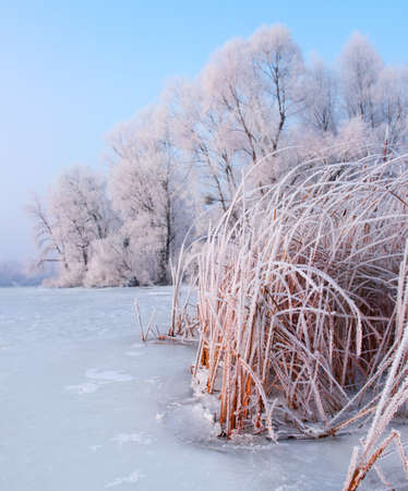 Beautiful Winter landscape scene background with snow covered trees and ice river. Beauty sunny winter backdrop. Wonderland. Frosty trees and reed, snowy forest. Winter nature in sの写真素材