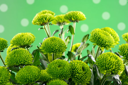 Ð¡hrysanthemum flowers over green background. Beautiful green autumn golden-daisy flower bouquet close up, bunchの写真素材