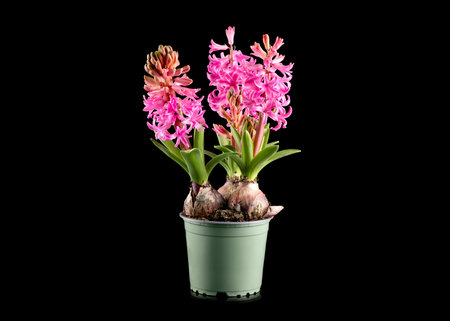 Hyacinth purple flowers growing in a pot, isolated on black background. Beautiful scented spring...
