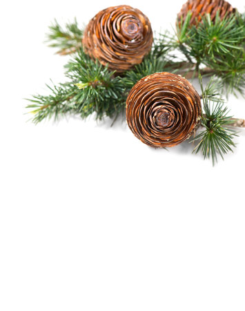 Cedar tree, Deodar branch with cones isolated on white background. Beautiful border art design. Close up Evergreen coniferous tree. Vertical imageの写真素材