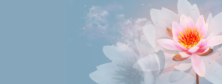 Lotus flower on blue background. Water lily flower art design. Waterlily close-up. Blooming pink aquatic flower on blue background, macro shot. Floral border art, card design Waterの写真素材