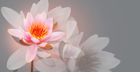 Lotus flower on grey background. Water lily flower art design. Waterlily close-up. Blooming pink aquatic flower on gray background, macro shot. Floral border art, card design Waterの写真素材