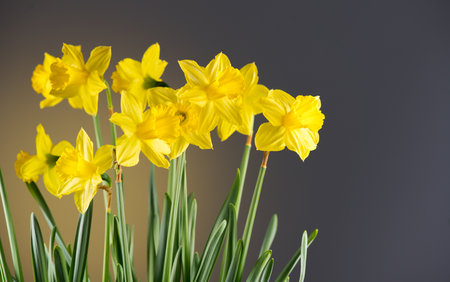 <p>Daffodils, Narcissus, big bunch of yellow Daffodil flowers on dark background, bouquet. Beautiful Spring Easter daffodils growing, flower art design</p>の写真素材