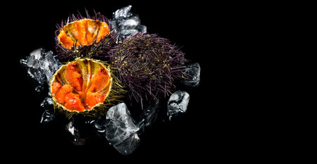 Sea Urchin with caviar close-up, isolated on black background. Fresh sea urchins border design, delicatessen food. Traditional Mediterranean food. Roe. Sea foodの写真素材