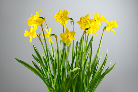 <p>Daffodils, Narcissus, big bunch of yellow Daffodil flowers on grey background, bouquet. Beautiful Spring Easter daffodils growing, flower art design</p>の写真素材