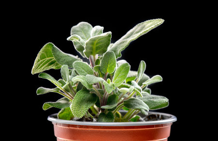 <p>Sage green leaves, Salvia officinalis plant, Aromatic herb in a pot, close up. Isolated on black background. Flavor. Italian cuisine, aromatherapy</p>の写真素材