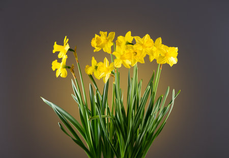 <p>Daffodils, Narcissus, big bunch of yellow Daffodil flowers on grey background, bouquet. Beautiful Spring Easter daffodils growing, flower art design</p>の写真素材