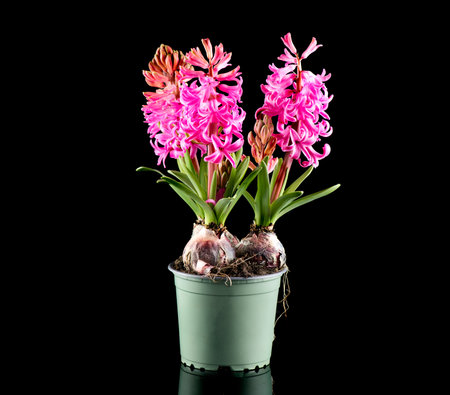 Hyacinth purple flowers growing in a pot, isolated on black background. Beautiful scented spring blooming jacinth flower. Easter flowerの写真素材