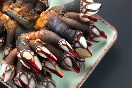 Barnacles, goose neck barnacle, percebes, gallician barnacles. Pollicipes pollicipes. Expensive...