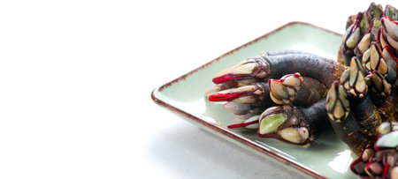 Barnacles, goose neck barnacle, percebes, gallician barnacles in a plate, closeup. Pollicipes pollicipes. Expensive delicatessen, gourmet sea food. Border design