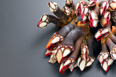 Barnacles, goose neck barnacle, percebes, gallician barnacles. Pollicipes pollicipes. Expensive delicatessen, gourmet sea food on gray background. Top viewの写真素材