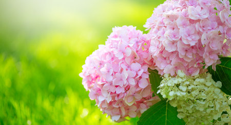 Hydrangea pink flower closeup. Beautiful Hortensia blooming in summer garden. Beauty pink and white color Hydrangea flower close up. Nature floral backdrop. Easter, Birthday, Naturの写真素材
