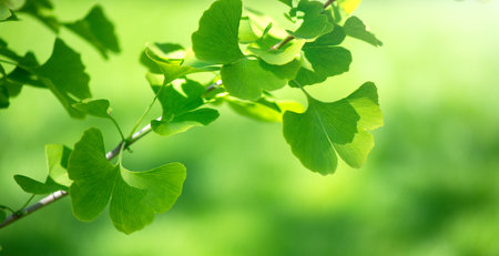Gingko Biloba tree growing in a garden. Gingko leaf in sun lite. Herbal medicine. Herbs. Alternative medicine concept, border art design. Nature backgroundの写真素材