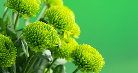 Chrysanthemum flowers over green background. Beautiful green autumn golden-daisy flower bouquet close up, bunch of beauty Easter flowersの写真素材