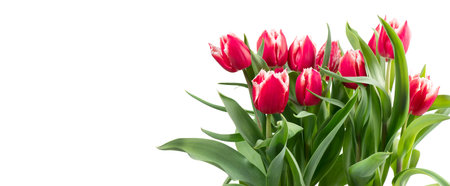 Tulip flowers bunch. Blooming red with white tulips flower isolated on white background. Big bouquet of tulips. Holiday gift, birthday. Buds of Beautiful flowers. Valentine's Day gの写真素材
