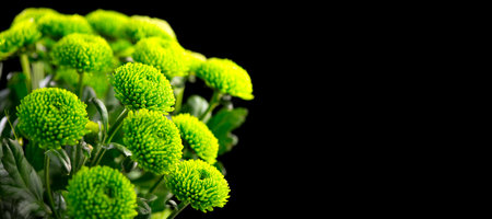 Chrysanthemum flowers isolated on black background. Beautiful green autumn golden-daisy flower bouquet close up, bunch of beauty flowers. Border art designの写真素材