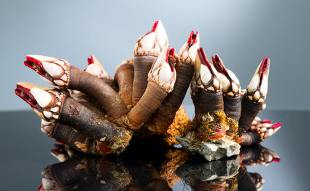 Barnacles, goose neck barnacle, percebes, gallician barnacle. Pollicipes pollicipes. Expensive delicatessen, gourmet sea food on gray backgroundの写真素材