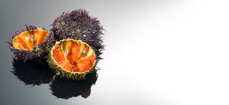 Sea Urchin over black border design, white background, close-up. Fresh spiny sea urchins with ice delicatessen food. Traditional Mediterranean delicatessen.の写真素材