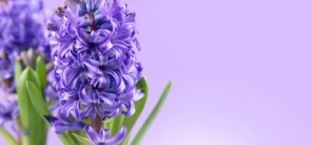 Hyacinth violet flowers close up, on purple background. Beautiful scented spring blooming jacinth flower. Easter flower border design, macro shotの写真素材