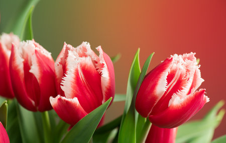 Tulip flowers bunch. Blooming red tulips flower on colourful background, closeup. Holiday gift, bouquet, buds. Beautiful flowers macro shot. Valentine's Day gift, love concept, Easの写真素材