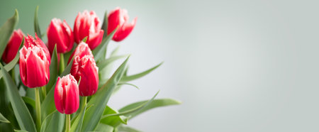 Tulip flowers bunch. Blooming red with white tulips flower border on pastel green background. Big bouquet of tulips. Easter spring Holidays gift, birthday. Beautiful flowers. Valenの写真素材