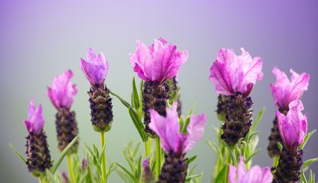 Lavender. Blooming Violet fragrant lavender flowers close up. Background of Growing Lavender, harvest. Garden, gardening. Watercolor design. Aromatic flowersの写真素材
