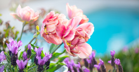 Spring garden design with tulips and lavender flowers, flower bed, trendy gardening concept, blooming flowers, gardeningの写真素材