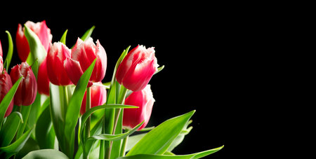 Tulip flowers bunch. Blooming red with white tulips flower border on pastel green background. Big bouquet of tulips. Easter spring Holidays gift, birthday. Beautiful flowers. Valenの写真素材