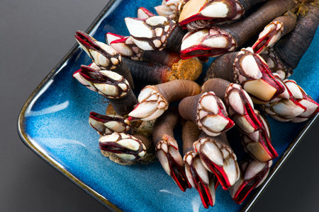 Barnacles, goose neck barnacle, percebes, gallician barnacles. Pollicipes pollicipes. Expensive delicatessen, gourmet sea food. Top view.の写真素材