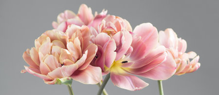 Tulip bouquet, tulips spring flowers close up, blooming pastel pink tulips Easter background, bunch. Beautiful Spring flowers blooming, beauty flower. Watercolor Belle Epoque tulipの写真素材