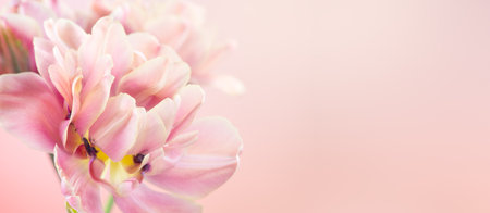 Tulip bouquet, tulips spring flowers close up, blooming pastel pink tulips background, bunch. Beautiful Spring flowers blooming, beauty flower Watercolor Belle Epoque tulips borderの写真素材