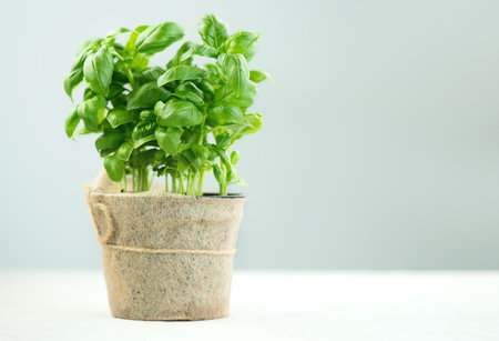 Basil plant growing in a pot. Close-up of fresh basil leaves in rustic pot on a table. Green flavoring. Fresh Basil. Nature healthy. Condiment concept. Mediterranean, Italian cuisiの写真素材