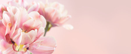 Tulip bouquet, tulips spring flowers close up, blooming pastel pink tulips Easter background, bunch. Beautiful Spring flowers blooming, beauty flower. Watercolor Belle Epoque tulipの写真素材