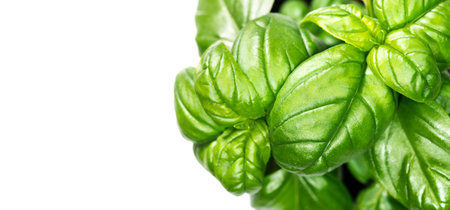 Basil leaves isolated on white background. Green basil growing. Fresh Flavoring. Nature healthy food over white background, close-up. Vegetarian and healthy food concept. Basils Leの写真素材