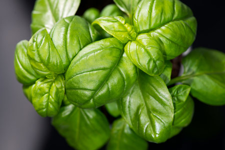 Basil leaves over black background. Green basil growing. Fresh Flavoring. Nature healthy food backdrop, close-up. Vegetarian concept. Basils Leaves closeupの写真素材