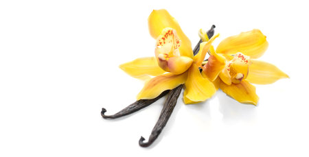Vanilla flower and pods close up. Vanilla beans isolated on white background, macro shot. Aromatic condiments.の写真素材