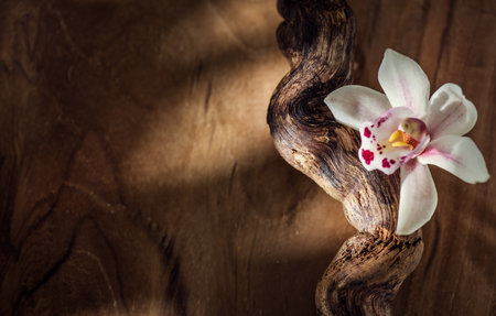 Vanilla flower close up. Vanilla beans over wooden background, macro shot. Aromatic condiments closeupの写真素材