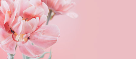 Tulip bouquet, tulips spring flowers close up, blooming pastel pink tulips Easter background, bunch. Beautiful blooming, beauty flower. Watercolor Belle Epoque tulips border weddinの写真素材