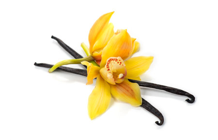 Vanilla flower and pods close up. Vanilla beans isolated on white background, macro shot. Aromatic condiments, closeupの写真素材