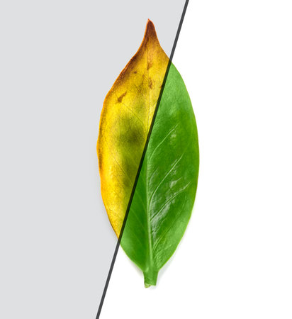 Leaf diseases and healthy plant before and after treatment.  Zamioculcas Ñouseplant  dry leaves and other problems. Fungus and insects on a plant comparing with healthy green leaf,の写真素材
